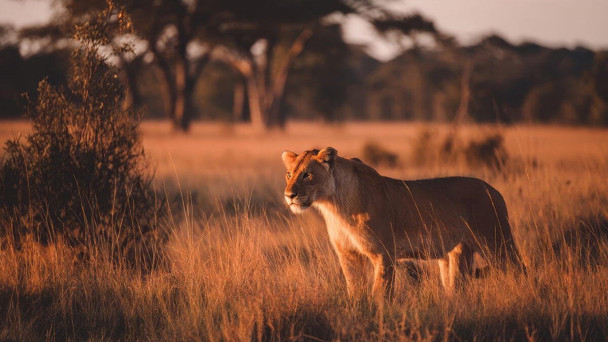 2025-05-04-lion-1-66638.jpg